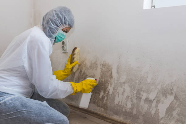 Best Certified Mold Removal  in Pennsburg, PA
