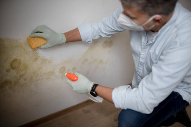 Best Toxic Mold Removal  in Pennsburg, PA