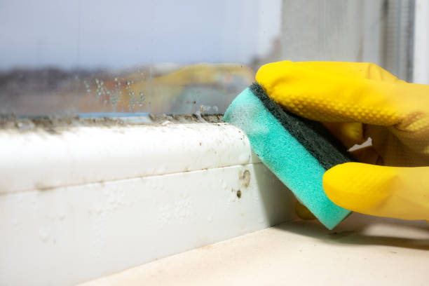 Best Same-Day Mold Removal  in Pennsburg, PA