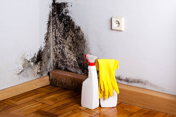Best Fast Mold Removal  in Pennsburg, PA
