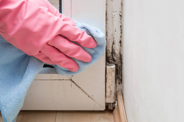 Best Office Mold Removal Services  in Pennsburg, PA