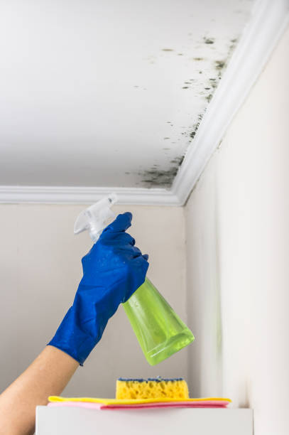 Best Mold Damage Repair  in Pennsburg, PA